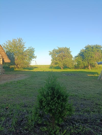 A bright, clear sky dominates the top half of the image, transitioning to a sun-drenched landscape of green grass and trees. In the foreground, a small, dark green evergreen tree stands in what appears to be tilled soil with scattered small green shoots. Behind it, a well-maintained lawn stretches towards a cluster of mature trees. To the left, the wooden roof and stone foundation of a structure are visible. In the background, a field extends to the horizon, with a lone utility pole and some distant foliage. The overall scene is peaceful and rural, likely depicting a residential yard or park area.