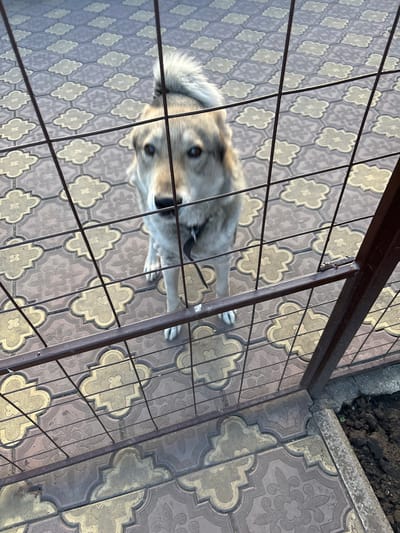 A medium-sized, light-brown dog with dark eyes and a fluffy tail stands behind a metal fence on a patterned tile ground. The dog is looking directly at the camera with a curious expression. The fence is made of dark metal bars. The background consists of the patterned tiles, which appear to be a mix of brown and beige. The lighting suggests it is daytime, possibly late afternoon, casting soft shadows. The image appears to have been taken outdoors, in a residential or public area. The location is identified as Chernogorsk, Russia.