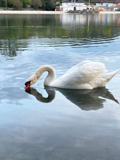 A swan swims on a body of water. The swan's neck curves in such a way as to look like a heart, and the water reflects this shape in an incomplete manner. The swan's body is large and mostly white, and the water is rippled. On the left side of the frame is a structure that appears to be built on the water. In the background are trees. This photograph was taken in Illkirch-Graffenstaden, France.