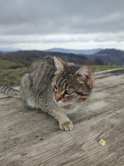 A tabby cat with grey and brown striped fur, green eyes, and prominent white whiskers is seated on a weathered wooden plank surface. The cat faces towards the right of the frame, with its left front paw slightly extended. A single white daisy with a yellow center rests on the wooden surface to the right of the cat's paw. The background consists of rolling hills covered with sparse vegetation and deciduous trees, receding into hazy distant mountains under an overcast, grey sky. The wooden surface displays visible grain patterns and minor wear.