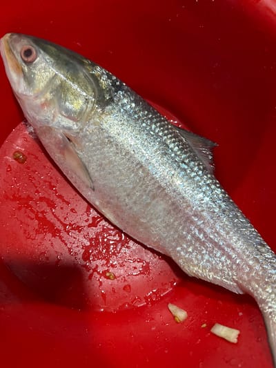 A silver-scaled fish lies diagonally in a red container. The fish's head is at the lower left, with a visible eye and mouth. The body extends towards the upper right, showing fins and scales. The fish's skin is shimmering with a silvery sheen. There are some pieces of unidentified white material near the tail of the fish and some liquid beneath the body. The container is a bright, solid red.