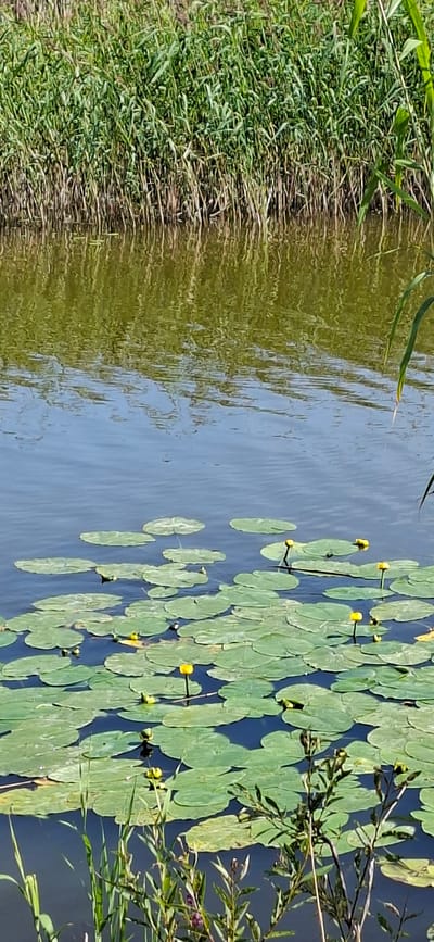 A sunlit, tranquil body of water is densely populated with vibrant green lily pads. Several yellow water lilies are in bloom, their petals unfurling towards the sky. The water's surface reflects the surrounding vegetation, creating a dappled pattern of light and shadow. Along the edge of the water, tall, reedy grasses grow in abundance, their stalks reaching upwards. The scene suggests a natural wetland environment, possibly a pond or slow-moving river, in a secluded area of Valma, Estonia, untouched by human activity and existing in a state of natural beauty.
