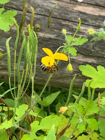 A honeybee is pollinating a bright yellow flower in Ustinovka, Russia. The bee, with its striped abdomen, is positioned on the flower's petals, its head buried within. The flower is surrounded by lush green foliage and several long, green seed pods. In the background, a rustic wooden fence provides a textured backdrop. The scene is lit by natural daylight, creating a natural and vibrant atmosphere.