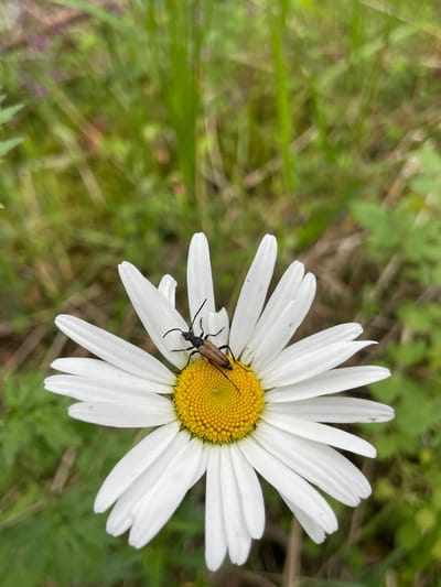 A close-up, overhead shot shows a single daisy with white petals and a yellow center. A brown beetle with black legs and antennae is perched on one of the white petals. The background is blurred green grass and vegetation, with hints of purple wildflowers. The scene is outdoors in a natural environment. The image was taken in the village of Solov'evka, Russia.