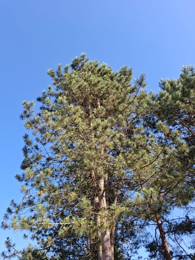 The image shows an upward view of pine trees against a clear blue sky. The trees are dense with green needles and brown branches. The bark of the tree trunks is rough and textured. The scene is outdoors, likely in a natural setting, and the lighting suggests it is daytime. Based on available information, this scene is located in Ernzen, Luxembourg.