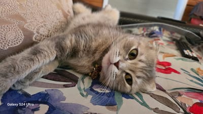 A Scottish Fold cat with grey tabby fur is lying on its back on a floral-patterned surface. The cat's eyes are open and looking towards the camera. It is wearing a collar with bells. The background includes a textured pillow and a remote control. The image appears to be taken indoors. The location is not specified within the image.