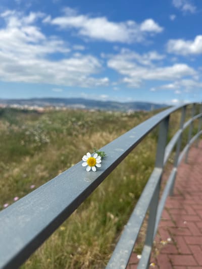 The image shows a daisy growing from the side of a grey metal railing. In the background, there is a view of a hillside with green vegetation, a distant cityscape, and a blue sky with white clouds. The perspective is from a high vantage point. The location is Esplugues de Llobregat, Spain. There are no people present. The foreground shows a section of the railing with the daisy. To the right of the railing, a patch of red paving stones and some weeds can be observed.