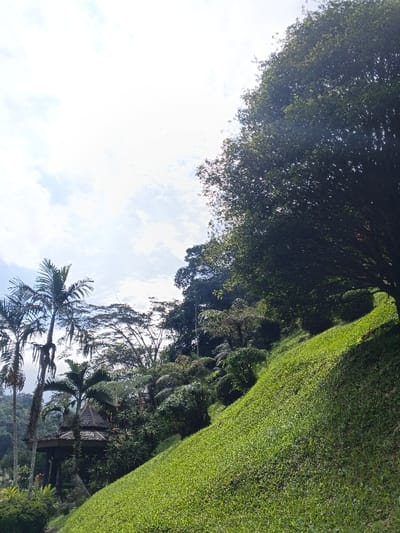 This image displays a bright, daytime scene in Soibada, East Timor, under a partly cloudy sky. The foreground and midground are dominated by a steep, manicured grassy slope, featuring vibrant green, uniformly cut grass. To the upper right, a large, densely foliated tree with dark green leaves partially shades the slope. Towards the left side of the frame, several tall palm trees with visible trunks and fronds are present. In the lower-left background, partially obscured by dense tropical foliage, a multi-tiered, dark-roofed gazebo or small pavilion is visible. The overall environment is lush and verdant, devoid of any discernible human or animal activity.