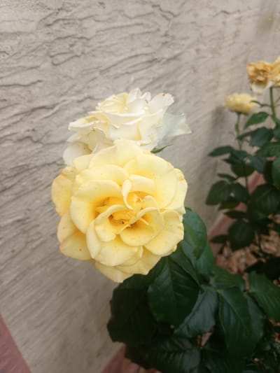 A close-up shot captures two yellow roses in bloom, with a textured gray wall serving as the backdrop. The rose in the foreground is a vibrant yellow, its petals unfurling in delicate layers, revealing a tightly coiled center. Small reddish-brown speckles are scattered across its petals, adding a subtle detail to its appearance. Behind it, another rose, lighter in color, possibly white or a very pale yellow, is partially visible, its petals also in full bloom. The leaves of the rose bush are a deep, rich green, providing a stark contrast to the soft hues of the flowers. In the background, more yellow roses, some appearing to be past their prime with browning edges, are blurred, suggesting a garden setting. The overall lighting suggests it could be daytime, with natural light illuminating the scene. The image is static, focusing on the beauty of the roses, with no discernible activity or event taking place. The location context provided is Lymanka, Ukraine, but there are no visible text or specific location cues within the image itself. The focus is solely on the floral subjects and their immediate surroundings.