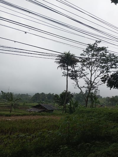 A wide shot depicts a rural, agricultural landscape in YonPhoogla, Bhutan, under an overcast sky. Approximately ten dark power lines traverse the upper third of the frame horizontally, with some minor sag. In the mid-ground, a tall, slender palm tree stands prominently on the right, adjacent to a larger broadleaf tree with a full, dark green canopy. To the left of center, a small, weathered shack with a dark, corrugated roof is situated within green and brown fields, possibly rice paddies. Further left, a banana plant is visible. The foreground features dense green foliage. The background consists of a chain of mist-shrouded hills covered in dense green vegetation, with a faint, slender structure, possibly a tower, visible on a distant ridge to the left. No individuals are visible. The scene is illuminated by diffused, natural light, indicating a cloudy or hazy day.