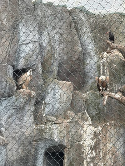 The image shows a bird exhibit at the Leipzig Zoo in Leipzig, Germany, seen through a chain-link fence. In the upper left of the image, a black bird with red legs is perched on a branch. In the center, a brown and white bird is nestled against a rock face. In the lower portion of the image, another brown and white bird is visible, partially obscured by the rock. The background consists of an artificial rock formation, possibly part of the exhibit's enclosure. A dark, square-shaped opening is visible on the right side of the rock formation.