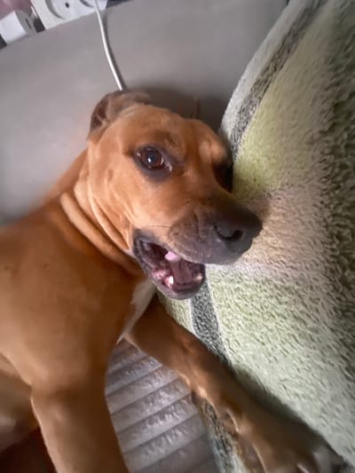 A brown dog, possibly a pit bull mix, is lying on its back on a couch, looking up towards the camera. Its mouth is open, with its tongue and teeth visible, suggesting it might be panting or playing. The dog has expressive brown eyes and a dark nose.

The dog is resting on a textured, light green blanket or cushion that covers the back of the couch. The couch itself appears to be a neutral, light gray color. In the background, to the right of the dog, there is a glimpse of a striped, textured surface, possibly another cushion or the armrest of the couch. To the left of the dog, a white cable or cord is visible, lying on the couch.

The lighting in the image is soft, suggesting it was taken indoors during the daytime. The overall mood appears to be relaxed and playful, with the dog seemingly comfortable and engaged with the person taking the photo. There is no visible text in the image. The provided location context of Бородулино, Russia, does not offer any specific visual cues within the image itself.