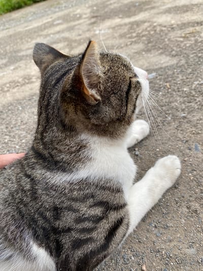 The media file displays a close-up, overhead view of a tabby cat lying on a textured ground, likely concrete or asphalt mixed with gravel, in Murdash, Kyrgyzstan. The cat's fur exhibits a classic tabby pattern of gray, black, and white. Its head is angled to the left, with visible whiskers extending outwards. The cat's pink nose and mouth are slightly open, suggesting it might be panting or purring. Its ears are pointed upwards, and the fur around them is thick and textured.
The cat's body is mostly visible, showing its back and hindquarters. Two of its white paws are extended upwards, one more prominent than the other. A person's hand is gently supporting the cat's body near its hind legs, indicating a moment of affection or comfort. The ground beneath the cat is a mix of rough concrete and scattered small stones, providing a stark contrast to the softness of the cat's fur. To the left of the cat, a patch of green grass is visible, hinting at an outdoor setting. The lighting suggests it is daytime, with shadows subtly indicating the direction of the sun. No visible text is present in the image. The overall impression is one of a peaceful, relaxed moment between a pet and its owner in a simple, outdoor environment.
