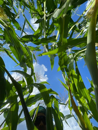 This low-angle, wide shot captures a dense field of green corn stalks under a bright blue sky dotted with white clouds. The viewpoint is from within the cornfield, looking upwards, with the stalks and broad leaves dominating the frame and creating a natural tunnel effect. Sunlight filters through the leaves, casting shadows. In the lower right quadrant, partially obscured by corn leaves, a person wearing sunglasses and a green cap with the word "travel" is visible. The image provides no discernible clues about the specific location within the city of Perevoznoe, Russia.