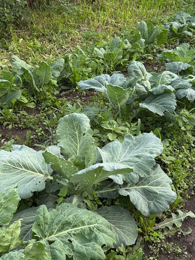 The image shows a close-up, overhead view of a row of cabbage plants growing in a garden bed. The plants are large and leafy, with distinctive pale green, veined leaves. The soil is dark and appears moist, with scattered small green weeds growing amongst the cabbage plants. To the left of the cabbage row, there is a patch of taller, finer green grass or foliage. The lighting suggests it is daytime, likely overcast or with diffused sunlight, as there are no strong shadows. The scene is natural and agricultural, depicting a healthy crop. There are no people or text visible in the image. The overall impression is one of growth and cultivation in an outdoor setting.