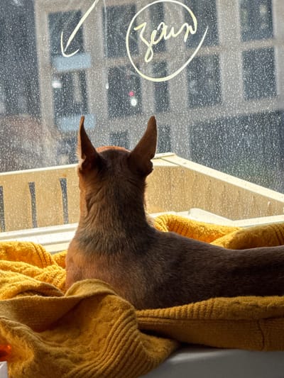 The image shows a dog with prominent ears resting on a yellow knitted blanket, positioned in front of a window. The window is smudged with what appears to be water droplets or dust, obscuring the view of buildings outside. A yellow circular outline with some scribbled text inside it is drawn on the window. The dog is facing away from the camera, looking out the window. The lighting suggests it is daytime, with sunlight streaming through the window. The setting appears to be indoors, possibly a residential apartment in Vlasikha, Russia, given the context of the request. The overall scene evokes a sense of quiet observation by the dog.
