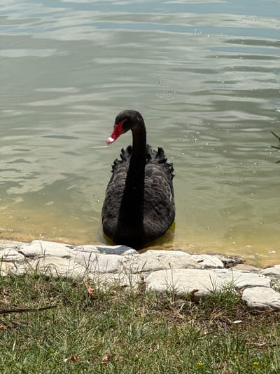 A black swan with a red beak is partially submerged in a body of water, with its front half visible. The swan is facing forward, with its neck arched. The water is calm and appears slightly murky, with ripples on the surface. The foreground of the image shows a rocky shoreline with green grass growing between the rocks. The scene is set in a natural environment, likely a park or a lake. The location of Mirikənd, Azerbaijan is not discernible from the image.