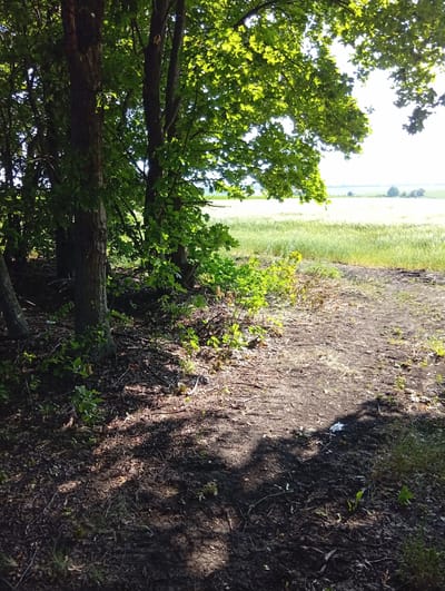 The image depicts a sun-dappled path leading into a field of tall, green grass. On the left, a dense cluster of trees with lush green foliage casts dappled shadows on the dirt path and the surrounding undergrowth. The trees are tall and appear to be mature. The path is rough, with visible dirt, fallen leaves, and small twigs. To the right of the path, the field stretches out, appearing to be a crop of grain or tall grass, bathed in sunlight. In the distance, the horizon is visible with a few scattered trees and a hazy sky suggesting a warm, clear day. The sunlight filtering through the leaves suggests it is either late morning or early afternoon. The scene evokes a peaceful, natural setting, possibly a rural area in Nasten'kivka, Ukraine. No people or specific objects are clearly identifiable, other than the natural elements of trees, path, and field. There is no visible text.