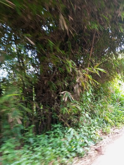 The image displays a dense cluster of bamboo trees and various green foliage, photographed in Kandenuwara, Sri Lanka. The scene exhibits significant motion blur, indicative of capture from a moving perspective. Tall, slender bamboo stalks with green leaves dominate the left and center of the frame, forming a thick, verdant canopy. Below the bamboo, a variety of smaller green plants and undergrowth populate the area. A portion of an unpaved surface, possibly a dirt road or path, is visible at the bottom right, covered with scattered debris and dry organic matter. No individuals or man-made objects other than the implied path are discernable. The lighting suggests daylight conditions, with bright spots visible through the dense canopy.