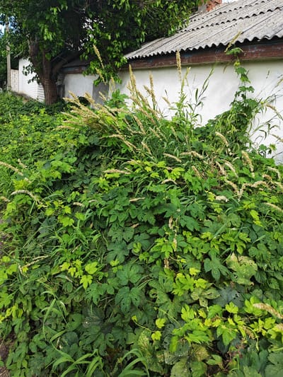 The image shows a dense, overgrown area of green vegetation including leafy plants and tall grasses with seed heads, extending from the ground up to a white wall. A portion of a grey, corrugated roof is visible above the wall, with a wooden trim below it. To the left, a large tree trunk with rough bark is partially visible, and further left, a white brick wall leads away from the scene. The overall impression is one of wild, unkempt growth against the backdrop of a simple building. This scene is located in the city of Krutinskiy, Russia. There are no people or animals visible in the image, and no actions or interactions are depicted.