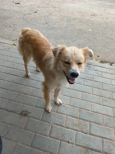 A medium-sized, light brown and white dog with a fluffy tail stands on a paved surface composed of grey rectangular bricks. The dog is facing the camera, with its mouth open in a pant, revealing its teeth and pink tongue. Its eyes are partially closed, and its ears are perked up. The ground surrounding the dog is a mixture of dirt and the same grey bricks. In the background, the dirt surface shows some scattered debris, including small stones and what appears to be dried leaves. The overall scene suggests an outdoor setting in an urban or semi-urban environment. There are no people visible in the image. The location is identified as Codru, Moldova.