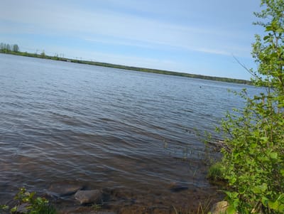 The image depicts a body of water, likely a lake, on what appears to be a clear day, based on the blue sky with some light clouds. The location is Toksovo, Russia, implied from the prompt. The water is slightly choppy with small waves and appears shallow near the shore, where rocks and vegetation are visible beneath the surface. The shoreline is grassy with shrubs and a tree with green leaves, positioned on the right side of the image. In the distance, across the water, a line of trees and power lines are visible along the horizon. There are no people visible in the image.