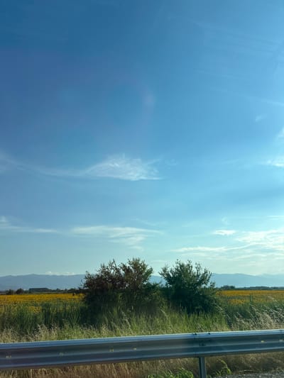 The image depicts a vast field of sunflowers, stretching towards a distant mountain range under a clear blue sky with wispy clouds. In the foreground, tall grasses and two leafy bushes are visible, with a metallic guardrail running horizontally across the bottom of the frame. The scene appears to be a rural landscape, likely in or around the city of Saraia, Bulgaria, given the context. There are no people or animals visible in the image. The lighting suggests it is daytime, possibly late afternoon or early evening, as indicated by the soft sunlight. The overall impression is one of natural beauty and tranquility.