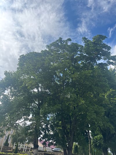 The image shows a large, leafy tree in the foreground, with its branches reaching towards a sky filled with white clouds and patches of blue. The lower part of the image reveals a street scene. To the left, a building with multiple windows and a light-colored facade is visible, next to a white picket fence and some manicured greenery. In the background, a red-tiled roof can be seen. A car is parked on the right side of the image. The overall impression is that of a quiet, possibly residential or public area in a town. The location is identified as Kapylsky Selsoviet, Belarus.