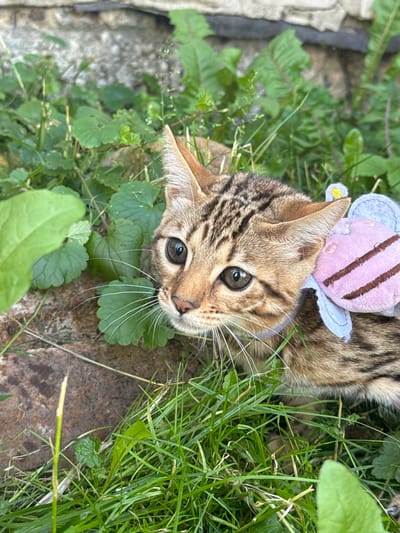 A close-up, eye-level shot captures a young Bengal cat adorned with a bee-themed costume, nestled amongst lush green foliage and damp, rusty metal. The cat, with its distinctive spotted coat and wide, observant green eyes, is the central focus of the image. Its whiskers fan out, reaching towards the viewer. A light purple collar is visible around its neck, and the bee costume, featuring light blue wings and a pink body with brown stripes, is attached to its back. The background consists of a rough, stone wall, suggesting an outdoor setting in an urban environment. The scene is devoid of any human presence or activity. The overall impression is one of playful curiosity and a touch of whimsy in a somewhat rustic, natural setting.