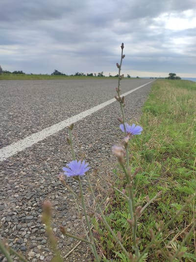 A low-angle shot captures a roadside scene with a focus on a cluster of wild chicory flowers in bloom. The flowers, with their delicate blue petals, are positioned in the foreground and to the right of the image. They stand on slender green stems, some of which bear small buds. To the left, a two-lane asphalt road with a white line dividing the lanes stretches into the distance under a cloudy sky. The road surface is granular and appears somewhat aged. The grassy verge to the right of the road is a mix of green and dry vegetation. In the background, a line of trees and shrubs forms a distant horizon, with the sky above filled with heavy, gray clouds. The location is identified as Филимоновская, Russia.