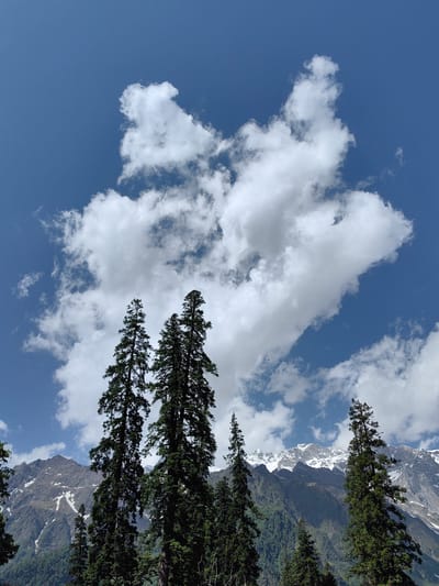 The image captures a mountainous landscape under a bright blue sky dotted with fluffy white clouds. In the foreground, several tall, dark green coniferous trees dominate the frame, their branches reaching upwards. Behind the trees, a majestic mountain range rises, its peaks partially covered in snow. The lower slopes of the mountains are covered in dense green vegetation. The scene appears to be a natural, undeveloped area. There are no people or man-made objects visible in the image. The image was taken in Burwa, India.