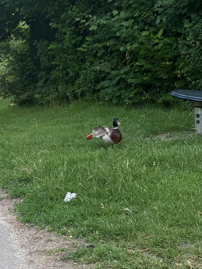 A male mallard duck is standing on a grassy area with a lush green hedge in the background. A blue table with a metal base is visible on the right side of the image. A white piece of paper is on the grass in the lower left quadrant of the image, near a gravel path. The scene is likely a park or a public green space in Roskilde, Denmark.