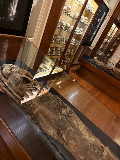 The image depicts an interior scene, likely a museum or exhibition, showcasing human remains. In the foreground, a mummified human body is displayed within a glass case. The mummy appears desiccated, with visible bones and wrapping materials.
Adjacent to this display, another glass case exhibits a collection of human skulls, arranged on shelves within a wooden cabinet. These skulls are primarily visible from the front and sides. The overall environment features polished wooden floors and display cabinets with wooden frames and glass fronts, illuminated by overhead lighting which creates reflections on the glass surfaces.
In the background, additional display cases containing more skulls are visible. To the left, a framed image of what appears to be an X-ray or skeletal diagram is mounted on a wall.
The specific location of this scene within Las Palmas De Gran Canaria, Spain, is not discernible from the image itself.