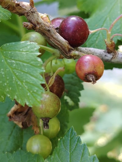 This is a close-up, eye-level, vertical shot of a branch of blackcurrants in a natural setting, likely a garden or natural environment in Мётчанскі сельскі Савет, Belarus. The subjects are the blackcurrant berries and leaves on the branch. Some berries are deep purple and appear ripe, while others are still green, indicating a stage of ripening. The leaves are green, some with a slightly faded or speckled appearance, and have serrated edges. The branch itself is woody and brown, with smaller twigs and buds visible. The background is softly blurred, showing more greenery and hints of sunlight, suggesting a daytime scene in fair weather. There is no visible text in the image. The focus is on the texture and colors of the fruit and foliage, capturing the detail of the berries, their stems, and the plant's growth.