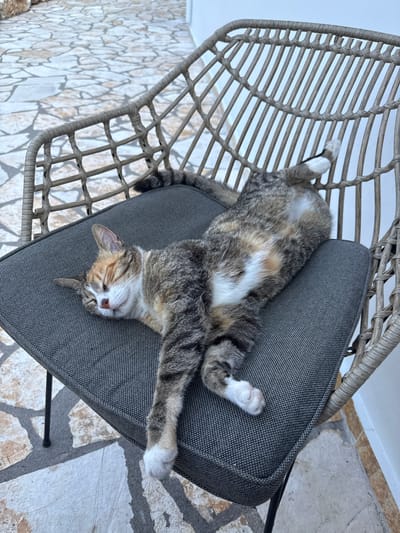 A tortoiseshell cat with white paws sleeps stretched out on a dark gray cushioned chair. The chair is made of woven material and is positioned on an outdoor patio with a stone floor. The background shows a light-colored wall.