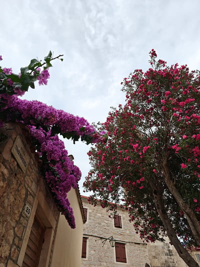 A low-angle shot captures a weathered stone building with a light beige stucco facade, adorned with a vibrant cascade of purple bougainvillea. The bougainvillea vines arch gracefully over the building's edge and onto a section of exposed stone wall. A sign on the stone wall reads "ULICA TONKA MARDEVICA" above a house number "25". Adjacent to the purple bougainvillea, a large tree with a thick trunk is covered in a profusion of bright pink flowers. The background consists of more stone buildings with dark brown shutters and a cloudy sky overhead. This scene is located in the city of Stari Grad, Croatia, likely on a street lined with historic architecture and lush vegetation.