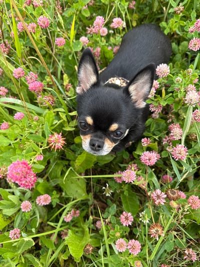 A black and tan Chihuahua is lying in a field of clover and grass. The dog is looking up and to the right. It is wearing a leopard print collar. The clover flowers are pink and the grass is green. The image appears to be taken during the daytime. The scene suggests a peaceful and natural setting, possibly a park or a backyard. The dog's expression is alert and curious. The location is given as Russia, with the context of "Summer Vacation".