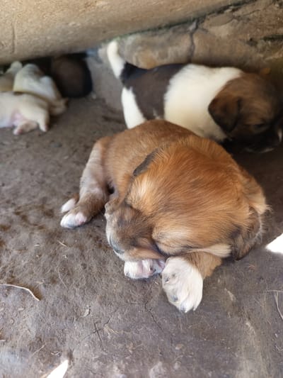 In Vashkivtsi, Ukraine, several puppies are resting in a sheltered area. A light-colored puppy with brown markings is in the foreground, curled up with its face and paws hidden. Behind it, another puppy with brown and white markings is visible. Additional puppies, mostly light-colored, are partially obscured in the background, nestled in the dirt and under a ledge. The environment appears to be an outdoor, somewhat rustic setting, possibly an animal shelter or a rural backyard.