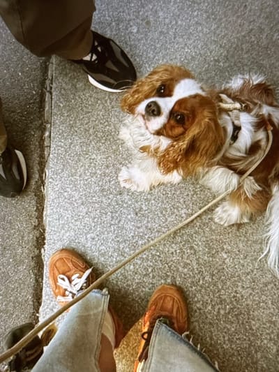 This media file shows a close-up, high-angle view of a Cavalier King Charles Spaniel dog on a grey, pebbled surface. The dog, predominantly brown and white with long, flowing ears, is looking upwards at the camera with a gentle expression. It's wearing a white and brown patterned harness with a leash attached, which extends diagonally across the frame.
Several people's feet and legs are visible around the dog, suggesting a walking or standing scenario. On the left, a person's legs are clad in dark trousers and a black and white sneaker. To the right, another person's legs are in light blue jeans, with a tan sneaker with white laces visible. A third person's footwear, a tan shoe, is partially obscured. The overall scene appears to be outdoors, possibly a park or sidewalk, given the ground texture and casual attire.
There are no visible text elements in the image. The lighting suggests it might be daytime, with no strong shadows or indications of specific weather conditions. The image captures a moment of interaction between a dog and its human companions, with the dog appearing attentive and engaged. The setting is urban or semi-urban, indicated by the paved ground and the presence of multiple individuals.