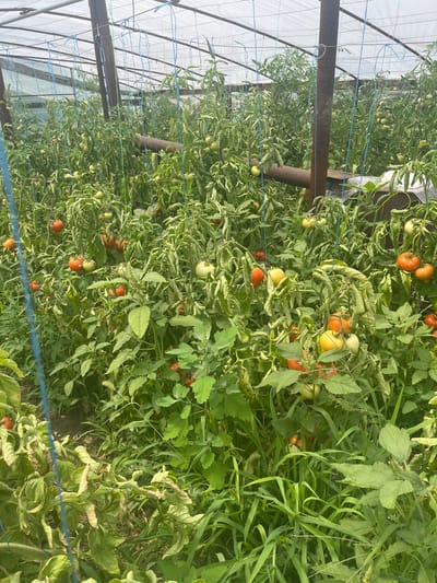 The image depicts a greenhouse filled with tomato plants bearing numerous red and green tomatoes. The plants are tall and lush, with some appearing to be supported by blue strings. The greenhouse structure is visible at the top of the image, with a translucent roof and metal supports. The ground appears to be soil covered with some plant debris. The scene is set in the city of Yanovo-Grushevsky, Russia.