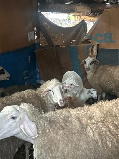 This image displays a group of approximately ten sheep and lambs confined within an improvised shelter in Brusen, Bulgaria. The structure's walls consist of repurposed materials, primarily cardboard panels; some sections are painted blue with visible handwritten numbers like "319" and "888," and partial text reading "CEL." A dark, draped material forms the makeshift roof, with ambient light filtering through gaps, revealing sparse tree branches or foliage outside the enclosure.
In the foreground and mid-ground, adult sheep with dense, off-white to cream-colored wool are densely packed. One adult sheep in the mid-ground presents a distinct dark mark beneath its left eye. Multiple lambs are present, including at least two white lambs and one smaller, light brown lamb, nestled among the larger sheep. In the upper right background, an adult sheep with prominent elongated ears and small horns is visible. The animals are stationary and clustered together within the confined space.