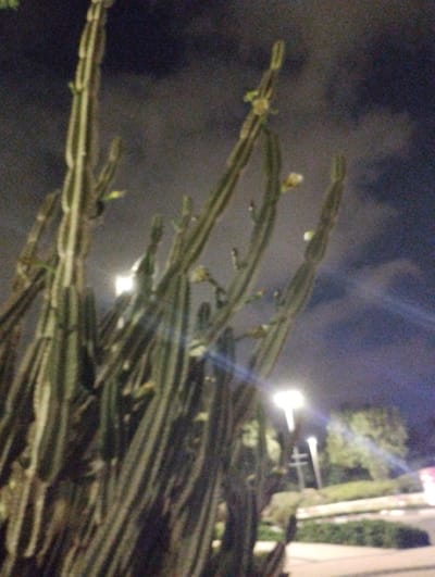 The image shows a close-up of several tall cacti at night, with a blurred background of streetlights and vegetation, possibly in Hof HaCarmel Regional Council, Israel. The cacti are green with prominent vertical ridges and some appear to have small buds or flowers. The lighting is dim, suggesting artificial illumination from streetlights, which create bright, hazy glows. The sky is dark and appears to have some cloud cover. The overall scene is outdoor and depicts a natural element within a potentially urban or suburban environment.