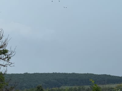 The image displays a tranquil natural landscape under an overcast, light blue-grey sky, likely in Osenets, Bulgaria. The vast sky occupies the majority of the frame, appearing soft and diffused due to the cloud cover. Five small, dark birds are visible in flight high in the sky; two are positioned towards the upper left quadrant, and three are clustered closer together towards the upper right.
Below the expansive sky, a dense, dark green forest stretches horizontally across the midground, forming a distinct line against the horizon. The trees appear lush, suggesting a rich, undeveloped natural area.
In the immediate foreground, on the left side, the intricate, bare branches of a tree with a few green leaves partially frame the scene. On the lower right, a small green plant with new foliage is visible, adding depth to the foreground.
The scene depicts a peaceful, natural environment without any human presence or man-made structures. The light suggests it is daytime, possibly late morning or afternoon, under cloudy conditions. No discernible text is present in the image.
