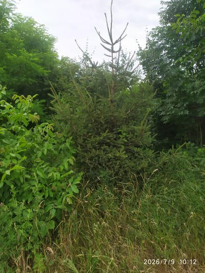 This image depicts a natural outdoor scene, likely a park or a wooded area, with a variety of vegetation. The foreground is dominated by tall, dry grasses and some leafy green plants. In the mid-ground, a young evergreen tree with sparse branches stands prominently. Behind the evergreen, a dense growth of lush green foliage from deciduous trees forms a backdrop. The sky above is overcast, suggesting a cloudy day. The location is identified as Skala-Podilska, Ukraine, based on the imprinted text in the lower right corner, which also provides the date and time as "2026/7/9 10:12". There are no people or animals visible in the image.
