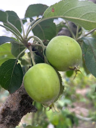 The media file depicts a close-up, macro shot of two unripe green apples hanging from a tree branch. The apples are round and smooth, with small visible stems. The branch is textured and covered in some lichen. Several green leaves surround the apples, some of which have serrated edges. The background is softly blurred, showing more greenery and suggesting an outdoor setting on a bright day, likely with sunlight filtering through the leaves. The focus is sharp on the apples and surrounding foliage, creating a sense of depth. There is no visible text, people, or specific event taking place; it's a still life nature shot. The overall impression is one of natural growth and the early stages of fruit development. The location context provided is Copceac, Moldova.