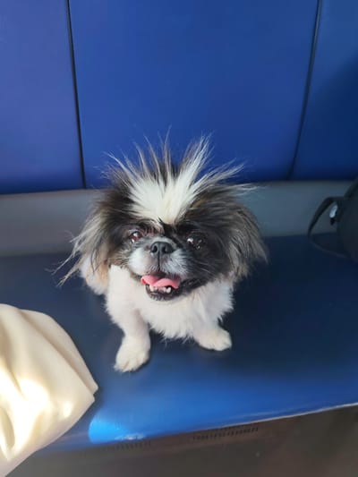 A small, fluffy Pekingese dog with black and white fur is sitting on a blue surface, looking directly at the camera with its tongue hanging out. The dog's fur on its head is standing up, giving it a wild and playful appearance. The background consists of a solid blue surface, possibly a seat or bench, with a dark object, likely a bag, visible to the right. To the left of the dog, a crumpled, light-colored cloth is also visible. The lighting suggests it might be daytime, with a bright light source casting shadows. The dog appears happy and excited, with its mouth open and eyes alert. The setting appears to be indoors or in a sheltered outdoor area, given the uniform blue surface and the presence of a bag. The visible text from the location context is "Пугачёво, Russia".
