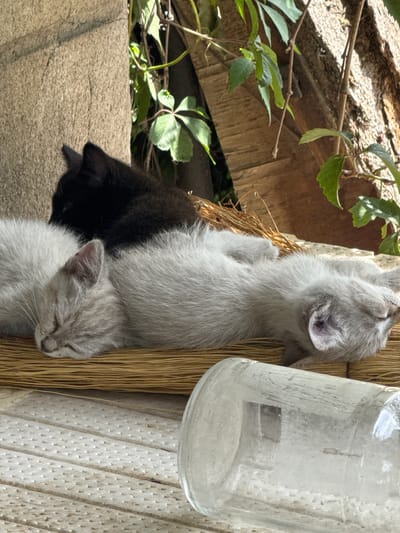Three kittens, one black and two light gray, are sleeping soundly on a woven mat. The black kitten is nestled behind the two gray kittens, its head tucked away. One gray kitten is curled up facing left, its eyes closed, while the other gray kitten is lying on its back, also asleep. They are positioned in an outdoor setting, possibly a backyard or patio, with natural elements like rough stone, wooden planks, and green foliage visible in the background. A clear glass bottle lies on its side in the foreground, partially obscuring the view of the kittens. The overall scene is one of peaceful repose in a sunlit environment.