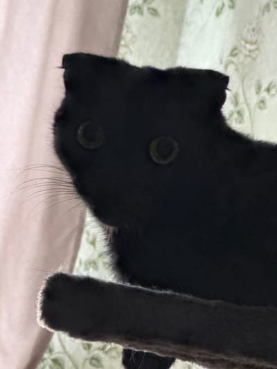 This is a close-up, low-angle photograph of a black cat's head and paw. The cat is positioned upside down, with its head towards the bottom left of the frame and its paw extending upwards to the right. The cat's fur is dark and appears soft. Its eyes, which are partially visible, are dark and circular. The cat's whiskers are long and delicate. The background is a soft blur of light green with a subtle floral pattern, possibly a bedspread or curtain, and a lighter pinkish-beige surface below. The lighting is dim, suggesting an indoor setting, perhaps in the evening or with artificial light. The focus is sharp on the cat's fur and features, with the background out of focus. There are no people, text, or specific time-of-day or weather cues visible, other than the indoor lighting. The overall impression is a candid, intimate shot of a domestic cat.