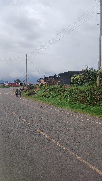 The image portrays an outdoor scene in Moticho ward, Kenya, under an overcast sky. A dark grey asphalt road, marked with a yellow dashed line on its left side, recedes into the distance. On the left side of the road, two individuals dressed in dark blue uniforms with light-colored accents walk away from the viewer. Slightly to their right and behind them, a brown cow grazes on green vegetation adjacent to the road. The right side of the road features an elevated embankment covered in dense green grass and shrubs. Beyond this embankment, a cluster of structures, constructed from wooden frames and corrugated metal panels, is visible. Multiple wooden utility poles with overhead power lines are present, with one prominent pole positioned on the left side of the road. In the far left background, red and white structures are discernible.