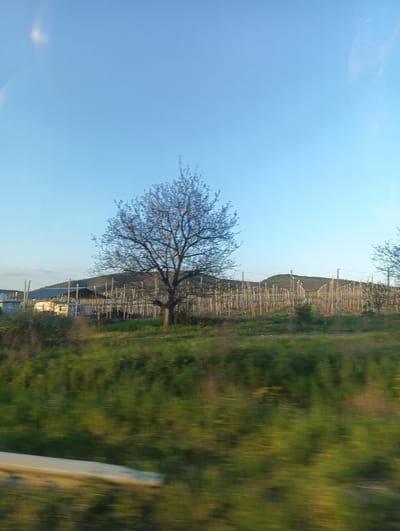 The image presents a landscape, likely a rural scene near Sadievo, Bulgaria. In the foreground, blurred green vegetation suggests movement, possibly taken from a moving vehicle. A single tree, still without leaves, stands prominently in the middle ground. Behind the tree are rows of what appear to be vineyard posts stretching across the frame, suggesting a grape-growing area. Further back, rolling hills form a horizon. To the left, a cluster of buildings is visible, including what looks like a small dwelling or storage shed. The sky is clear and blue. There are no discernible people or interactions visible in the image.
